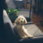 Discovering Doodles: A Guide to Poodle Mixes