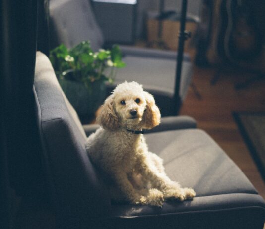 Discovering Doodles: A Guide to Poodle Mixes Discovering Doodles: A Guide to Poodle Mixes