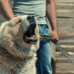 Top Five Fun Facts About Alabai Dogs Top Five Fun Facts About Alabai Dogs