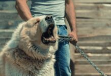 Top Five Fun Facts About Alabai Dogs Top Five Fun Facts About Alabai Dogs