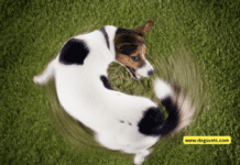 Is Your Dog Chasing Its Tail? Here’s Why! Is Your Dog Chasing Its Tail? Here's Why!