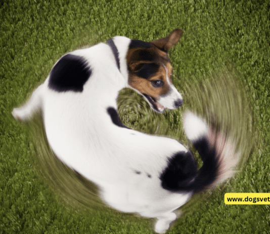 Is Your Dog Chasing Its Tail? Here’s Why! Is Your Dog Chasing Its Tail? Here's Why!