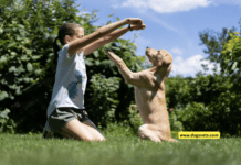 Top 7 Dog Breeds That Are Easy To Train Top 7 Dog Breeds That Are Easy To Train