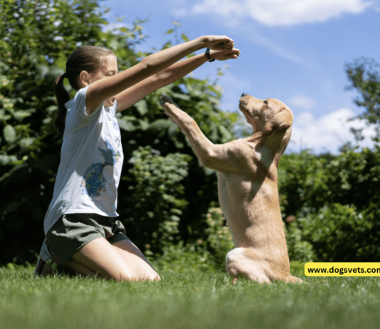 Top 7 Dog Breeds That Are Easy To Train Top 7 Dog Breeds That Are Easy To Train
