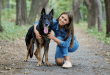 How To Train a German Shepherd how to train a german shepherd, german shepherd