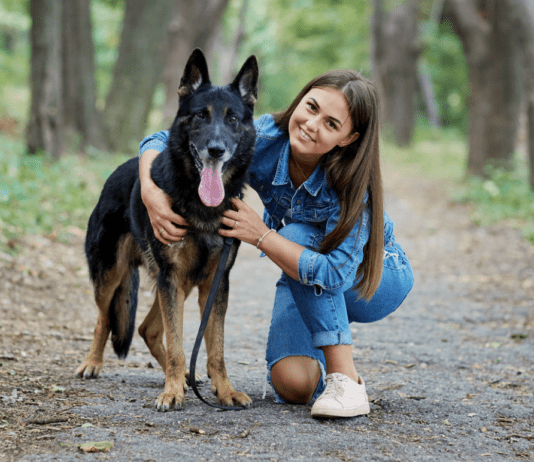 How To Train a German Shepherd how to train a german shepherd, german shepherd