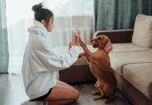 7 Things Dogs Hate About Humans 7 Things Dogs Hate About Humans