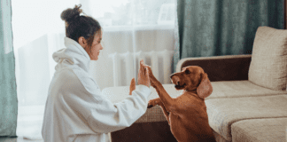 7 Things Dogs Hate About Humans 7 Things Dogs Hate About Humans