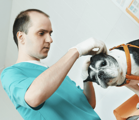 How to Care for Your Injured Dog – 5 Things to Know How to Care for Your Injured Dog
