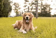 Are Golden Retrievers Smart? Your Guide Are Golden Retrievers Smart? Your Guide