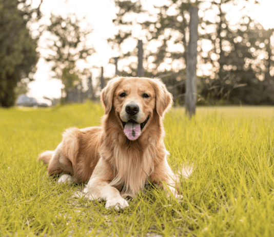 Are Golden Retrievers Smart? Your Guide Are Golden Retrievers Smart? Your Guide