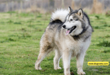 Life Span Of Alaskan Malamute – Ultimate Guide alaskan malamute, alaskan malamute life span