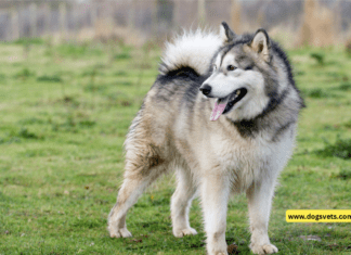 Life Span Of Alaskan Malamute – Ultimate Guide alaskan malamute, alaskan malamute life span