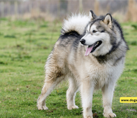 Life Span Of Alaskan Malamute – Ultimate Guide alaskan malamute, alaskan malamute life span