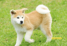 Wagging Wonders: Do Dogs Have Bones in Their Tails? Wagging Wonders: Do Dogs Have Bones in Their Tails?