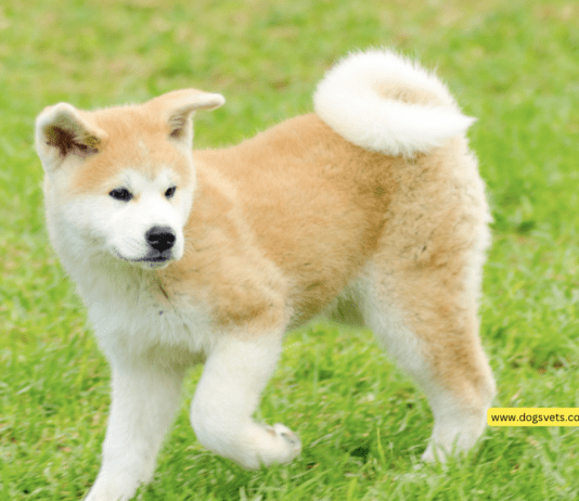 Wagging Wonders: Do Dogs Have Bones in Their Tails? Wagging Wonders: Do Dogs Have Bones in Their Tails?