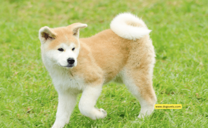 Wagging Wonders: Do Dogs Have Bones in Their Tails?