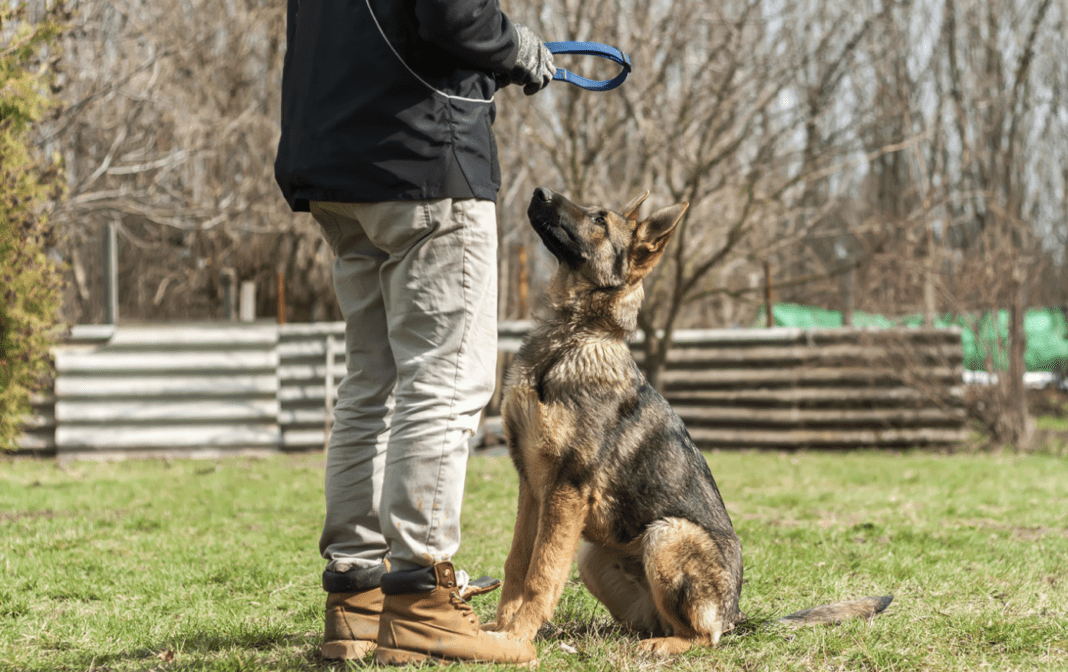 Best Shock Collar For German Shepherd? Myths Vs. Facts 2024