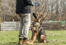 Best Shock Collar for German Shepherd? Myths vs. Facts Best Shock Collar for German Shepherd? Myths vs. Facts