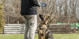 Best Shock Collar for German Shepherd? Myths vs. Facts Best Shock Collar for German Shepherd? Myths vs. Facts