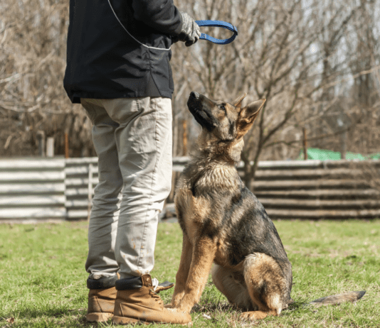 Best Shock Collar for German Shepherd? Myths vs. Facts Best Shock Collar for German Shepherd? Myths vs. Facts