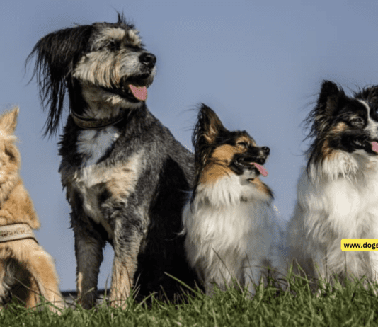 What Is Heterochromia in Dogs? Unraveling the Enigmatic Beauty What Is Heterochromia in Dogs? Unraveling the Enigmatic Beauty