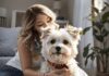 The Ultimate Lap Dog: Why the Maltese Mix Shih Tzu Is the Ideal Addition to Your Family The Ultimate Lap Dog: Why the Maltese Mix Shih Tzu Is the Ideal Addition to Your Family