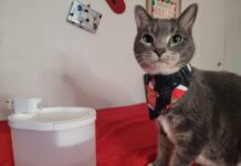 Cat Water Fountains Are The New Direction Toward Hygiene Cat Water Fountains Are The New Direction Toward Hygiene