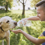 Dog Water Safety Tips Dog Water Safety Tips