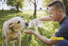 Dog Water Safety Tips Dog Water Safety Tips