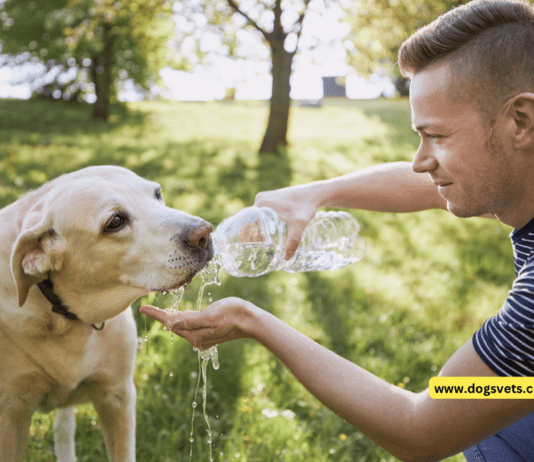 Dog Water Safety Tips Dog Water Safety Tips