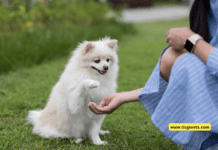What is Dog Training and How it Strengthens Your Bond with Your Pet What is Dog Training and How it Strengthens Your Bond with Your Pet