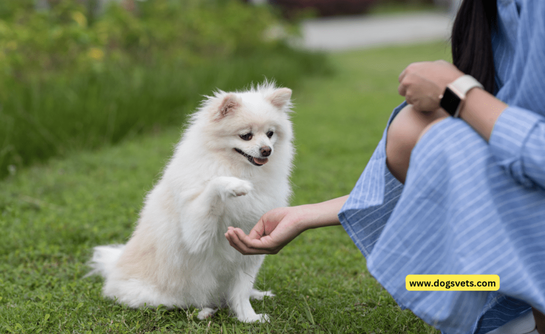 What Is Dog Training And How It Strengthens Your Bond With Your Pet 2024
