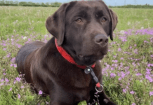 Does Arsenal have dogs? How old is win Arsenal dog? Does Arsenal have dogs? How old is win Arsenal dog?"