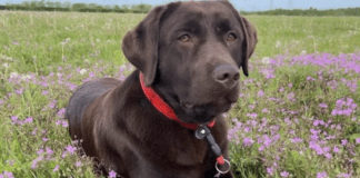 Does Arsenal have dogs? How old is win Arsenal dog? Does Arsenal have dogs? How old is win Arsenal dog?"