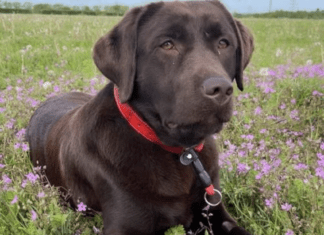 Does Arsenal have dogs? How old is win Arsenal dog?"