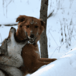 Top 5 Dogs That Can Defeat a WOLF Top 7 Dogs That Can Defeat a WOLF