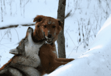 Top 5 Dogs That Can Defeat a WOLF Top 7 Dogs That Can Defeat a WOLF