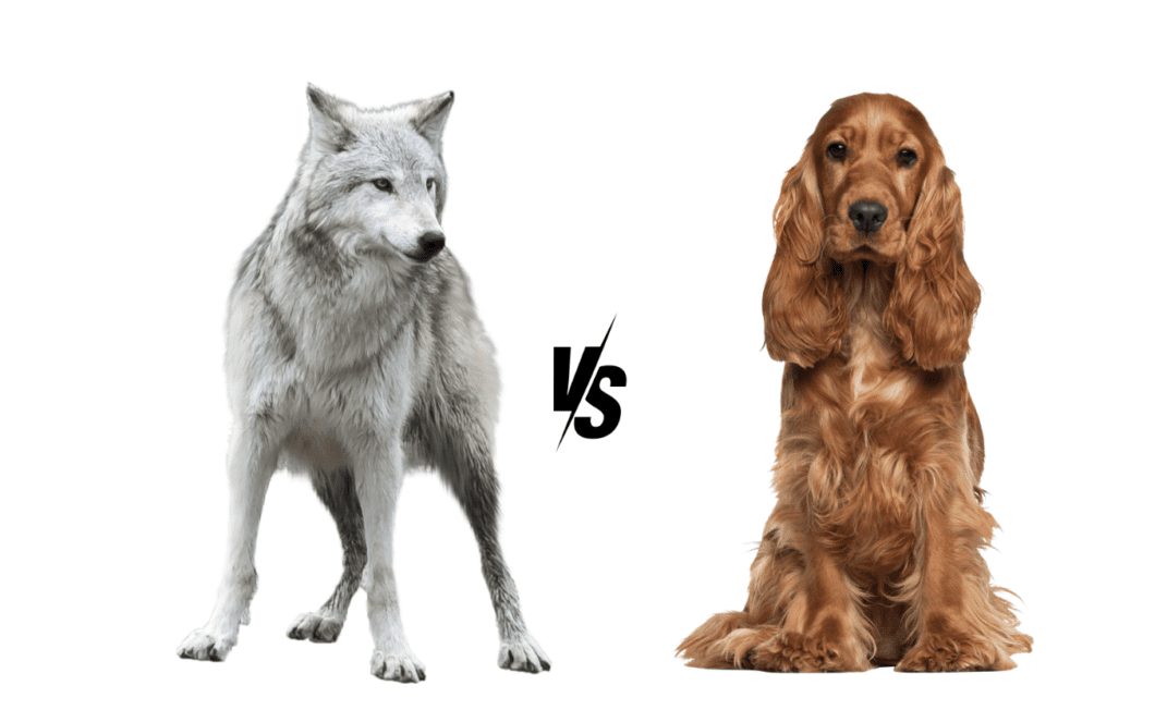 Wolves vs. Dogs