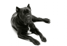 Top 8 Incredible Facts Cane Corso Top 8 Incredible Facts Cane Corso