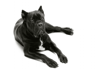 Top 8 Incredible Facts Cane Corso