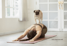 Top 7 Small Dog Breeds: Your Guide to the Perfect Pint-Sized Pup Top 7 Small Dog Breeds: Your Guide to the Perfect Pint-Sized Pup