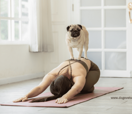 Top 7 Small Dog Breeds: Your Guide to the Perfect Pint-Sized Pup Top 7 Small Dog Breeds: Your Guide to the Perfect Pint-Sized Pup