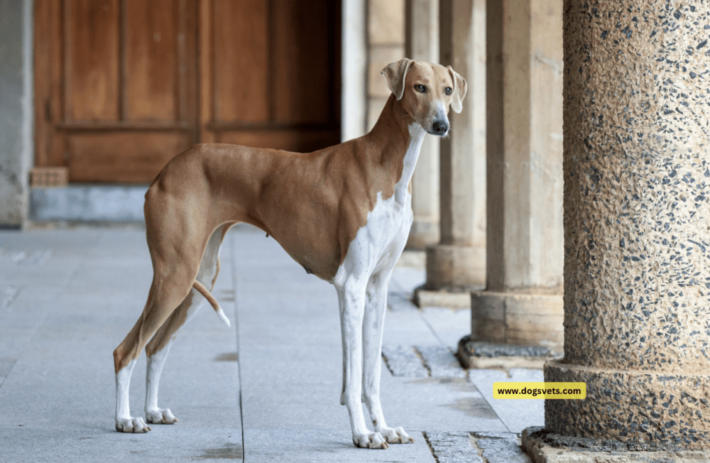 Azawakh - The Elegant Sighthound
