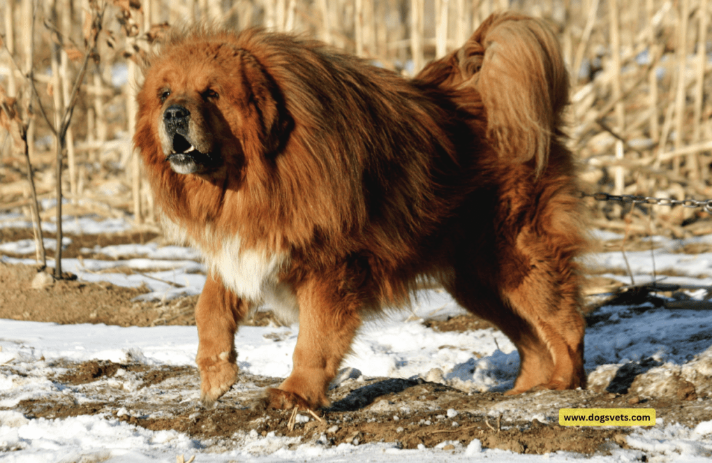 Tibetan Mastiff - The Guardian of the Himalayas