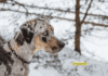 Top 7 Unusual Dog Breeds You've Never Heard Of