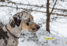 Top 7 Unusual Dog Breeds You’ve Never Heard Of Top 7 Unusual Dog Breeds You've Never Heard Of