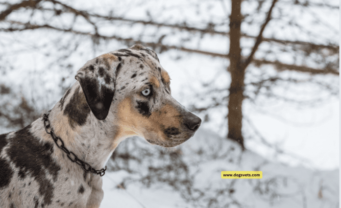 Top 7 Unusual Dog Breeds You've Never Heard Of