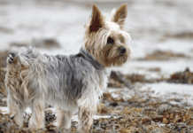 Top 10 Things To Pay Attention To When You Have a Yorkie Top 10 Things To Pay Attention To When You Have a Yorkie