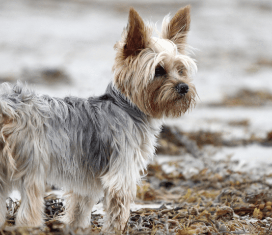 Top 10 Things To Pay Attention To When You Have a Yorkie Top 10 Things To Pay Attention To When You Have a Yorkie